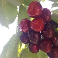 280 متر زمین مسکونی در کوه لوط منطقه بایجان