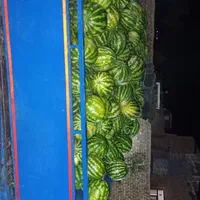 هندوانه گاوی گوسفندی وخوردن