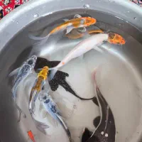 ماهی کوی سوپر باله