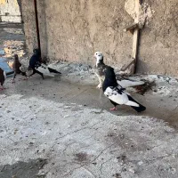 تعدادی سینه دو کت سفید|پرنده|شیراز, نصر|دیوار