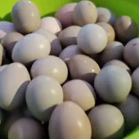 تخم نطفه دار پرنده خاص(بخون متن رو)