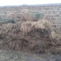 یونجه