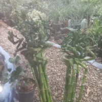 گل وگلدون طبیعی