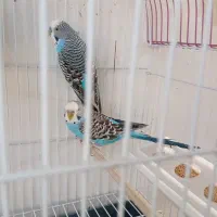 مرغ عشق|پرنده|شیراز, غدیر جنوبی|دیوار