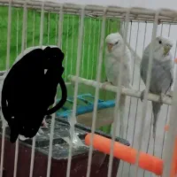 مرغ عشق کاکلی چشم شرابی