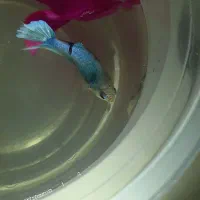 ماهی فایتر و گوپی|ماهی|بندرعباس, |دیوار