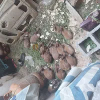خرگوش زببل  زیبا