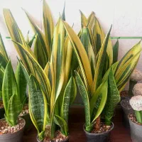 گل سانسوریا