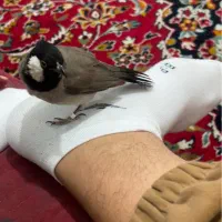 قناری دستی فرار کرده هرکی پیداش کنه مژدگانی عالی