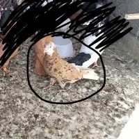 شازده وکربلایی جفت نرهم پرشی هم جوجه کشی تظمینی|پرنده|تربت‌حیدریه, یحیی آباد|دیوار