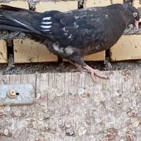 کفتر|پرنده|رامهرمز, |دیوار