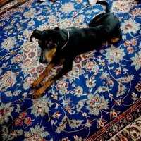 دوبر من اصیل|سگ|بهارستان, |دیوار