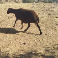 یک عدد میش داشتی