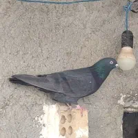 چند عدد کبوتر پرشی دونه ای صد تمن