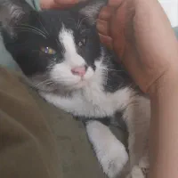 واگذاری بچه گربه ۲ ماهه|گربه|اراک, |دیوار