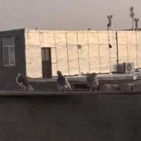 کبوتر رنگی پرشی|پرنده|تاکستان, |دیوار