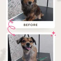 اصلاح و شستشوی حیوانات (سگ و گربه) در کلینیک|خدمات پیشه و مهارت|یزد, |دیوار