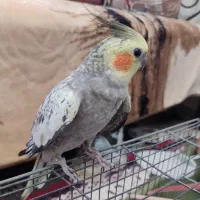 عروس  هلندی  مینیاتوری  ماده  یکساله  کشیده  سالم