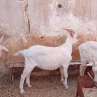 بز جنس سانن و زیبا|حیوانات مزرعه|سرپل ذهاب, |دیوار