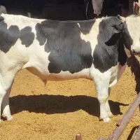 دو عدد گوساله نر تخمی درجه یک