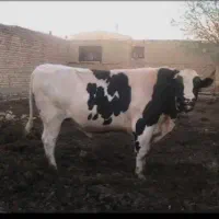 گاو نر سیمینتال