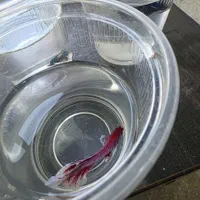 ماهی فایتر مینیاتوری رنگ خاص و پچه فلاور کینگ سایز|ماهی|قم, پردیسان|دیوار