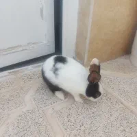 خرگوش