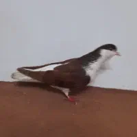 ساده ماده با جوجه