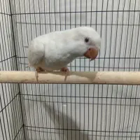 طوطی راهب آلبینو رام رام|پرنده|تهران, شهرک دریا|دیوار