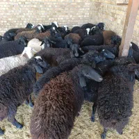 بره نره ماده