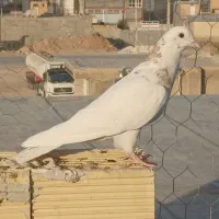 کبوتر|پرنده|سرپل ذهاب, |دیوار