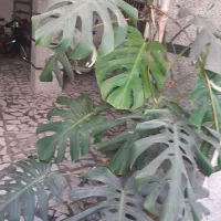 فروش گل طبیعی خانگی