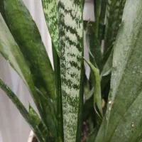 سانسوریا همراه با دو گلدان سفید سفالی ارتفاع ۱۱۰