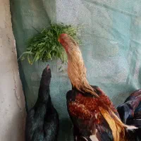 خروس لاری جوان