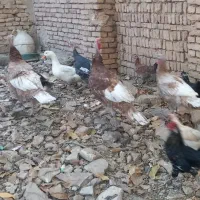 بوقلمون بوربن|حیوانات مزرعه|لاران, |دیوار