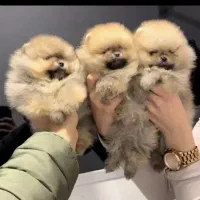 توله سگ 80روزه پامر وارداتی از روسیه عکس متعلق خود