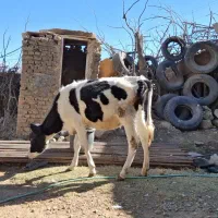 گاو و گوساله|حیوانات مزرعه|بازفت, |دیوار