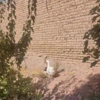 غاز اسراییلی یک جفت