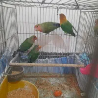 کوتوله برزیلی