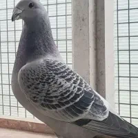 موریس دلبر جان آردن|پرنده|برازجان, |دیوار