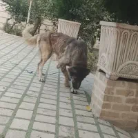 سگ‌سراب‌ماده
