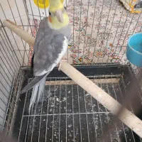 عروس هلندی نر سینامون|پرنده|شیراز, گلکوب|دیوار