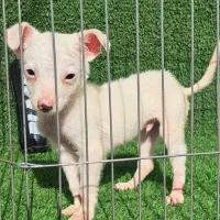 توله سگ شی وا وا  جیبی