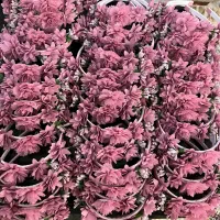 تل دخترانه گل حریر اکسسوری تاج قرآن جشن تکلیف|زیورآلات و اکسسوری|تهران, دروازه شمیران|دیوار