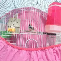 یه جفت فنج نروماده باقفس ولوازم 600|پرنده|خرم‌آباد, |دیوار