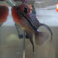 فلاور هورن تایلندی