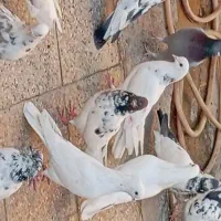 ۳۳تا کفتر پرشی