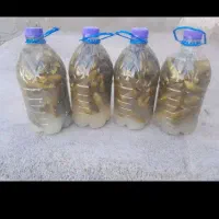 خیار شور محلی