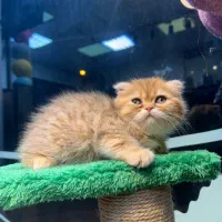 گربه خانگی|گربه|کرج, عظیمیه|دیوار