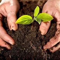 انواع کود پلیت مرغی و گرانول